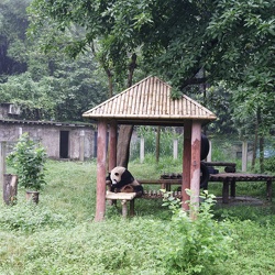 Day08 Chongqing (June 17)